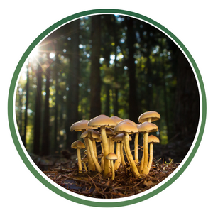 Mushroom Extracts & Powders icon