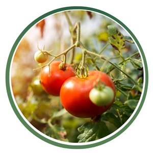 Tomato Paste & Powders icon