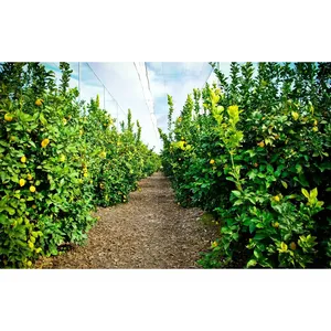 SOILBIUM Beneficial Microorganisms Probiotics For Biological Soil Regeneration