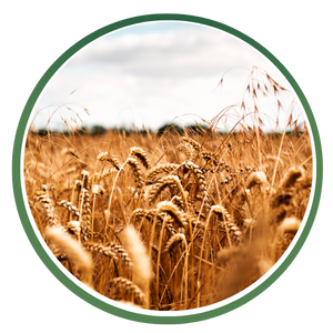 Dietary Fibers icon